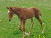 Plaisir-