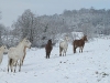 chevaux_neige